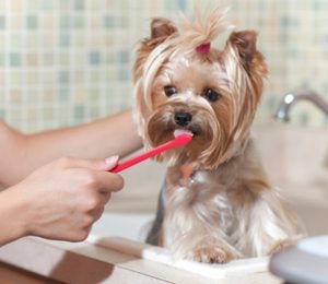 Zubná hygiena psov
