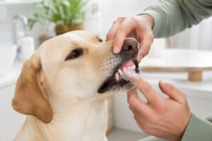 Zubná hygiena našich psov